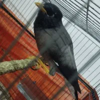 یک عدد مرغ مینا|پرنده|عنبرآباد, |دیوار