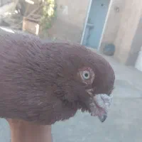 سرخ نر