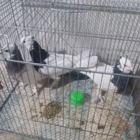 کبوتر طوقی|پرنده|فسا, |دیوار