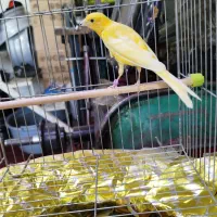 یک عدد قناری نر