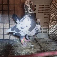 کبوتر|پرنده|حمیدیا, |دیوار