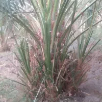 جنگ بزرگ|گل و گیاه طبیعی|نرماشیر, |دیوار