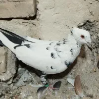 کفتر سار دم سیاه نر هوایی   موقعیت کاشمر|پرنده|کاشمر, |دیوار