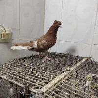 سینه سیاه|پرنده|مسجد سلیمان, |دیوار