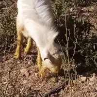 نر بز سانن|حیوانات مزرعه|مرودشت, بیست متری بیمارستان|دیوار