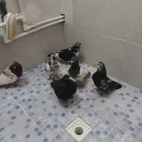 ۶تا کبوتر بفروش میرسد