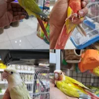 طوطی گیرینچیک از سرلاکی تا مولد