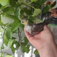 جوجه عروس هلندی دون خور|پرنده|شیراز, فضل‌آباد|دیوار