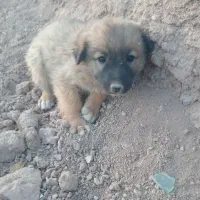 سگ افغان|سگ|کرمان, |دیوار