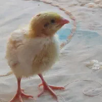 جوجه بلدرچین یکماهه|پرنده|اصفهان, خلجا|دیوار