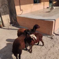 بره ماده