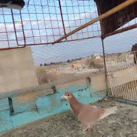 ماده|پرنده|نیشابور, رحمت آباد|دیوار