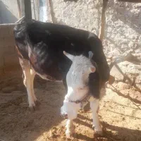 گاو سمینتال داشتی با گوساله