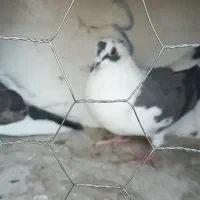 جفت نروماده|پرنده|وحیدیه, |دیوار