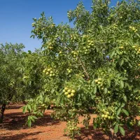 نهال گردو اصلاح‌شده برای باغات تجاری