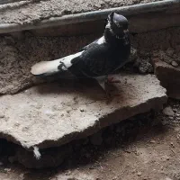 کبوتر