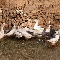 غاز