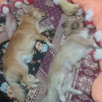 سگ گمشده|حیوانات|اصفهان, بهرامآباد|دیوار