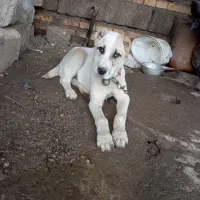 سگ البای نر|سگ|گنبد کاووس, |دیوار