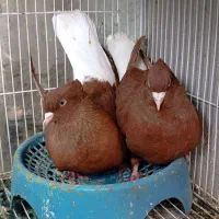 ۳۰ جفت کبوتر ساده اصلی عتیقه،دمسفید،هفترنگ،کلاغ