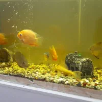 ماهی با آکواریوم فروشی|ماهی|رفسنجان, |دیوار