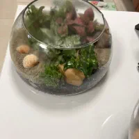 تراریوم و پلنتاریوم(آبزی)