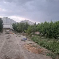 گلخانه به متراژ 15000 متراژ 2000متر درختان میوه