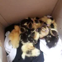 فروش جوجه اردک اسرائیلی سالم وسرحال
