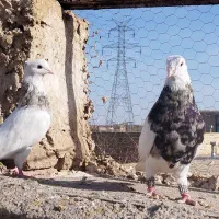 طوقی دم سفید|پرنده|مشهد, محمدآباد|دیوار