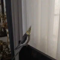 عروس هلندی سالم و سرحال و سخنگو