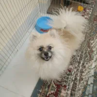 پامر دوسر خرسی