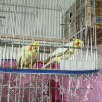 عروس هلندی مولد