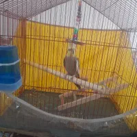 عروس‌هلندی‌نر‌سخنگو‌رام