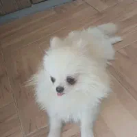 سگ پامرانین عروسکی|سگ|یزد, |دیوار