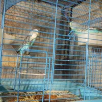 عروس هلندی و مرغ عشق|پرنده|ارومیه, |دیوار