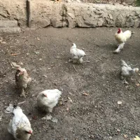 جوجه برهما|حیوانات مزرعه|هشتگرد, هیو|دیوار