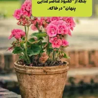 قرص کودگیاهی|گل و گیاه طبیعی|اردبیل, |دیوار