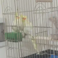 عروس هلندی و مرغ عشق