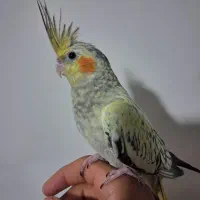 جوجه عروس هلندی
