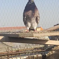 کبوتر گرفتنی رنگی پلاکی سرور|پرنده|قم, ولیعصر|دیوار