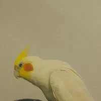 عروس هلندی گم شده