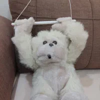 عروسکهای خز|اسباب‌‌بازی|اهواز, زیتون کارمندی|دیوار