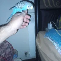 مرغ عشق دست مولد|پرنده|شاهینشهر, مسکن مهر|دیوار