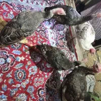 فروش بوقلمون|حیوانات مزرعه|رانکوه, |دیوار
