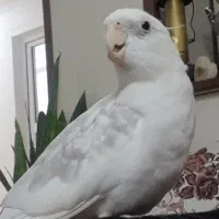 عروس هلندی نر سفید نقره ایی