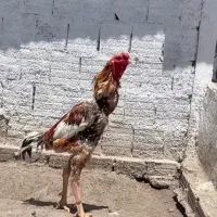 تخم مرغ لاری اصل