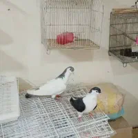 عبایی دمبی|پرنده|اندیمشک, |دیوار