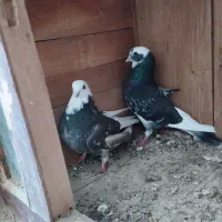 ابلق سبز پرشی دم تخم|پرنده|مینودشت, |دیوار