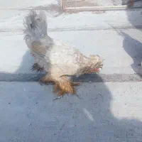 مرغ خروس زینتی پا پر نیمچه