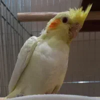 جوجه عروس هلندی